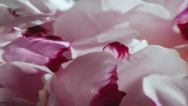 Peony & Blush Suede Cologne