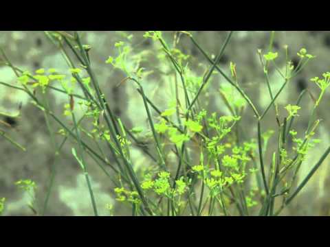 Velvet Vetiver: a Mediterranean summer's day