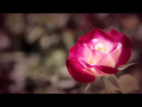 Dolce&Gabbana Velvet Rose - Fragrance for Women